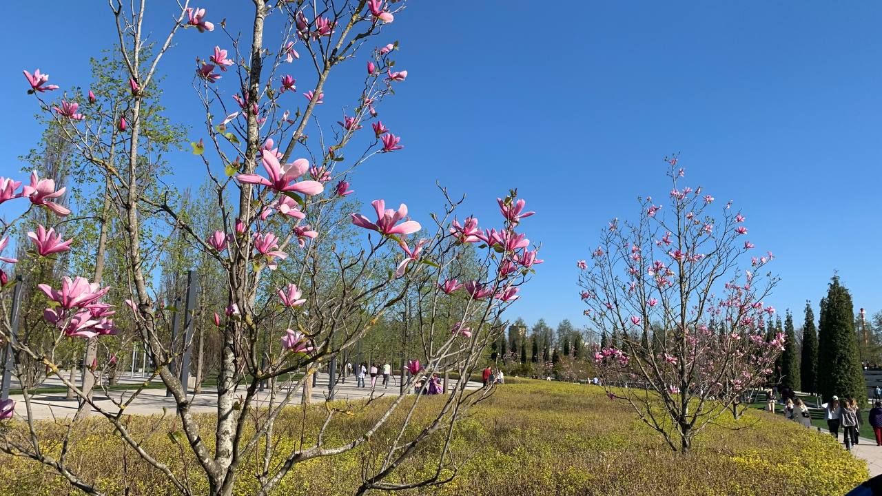 Клиенты билайна сделали 5 млн фото во время цветения сливы, сакуры и магнолии в парке «Краснодар»