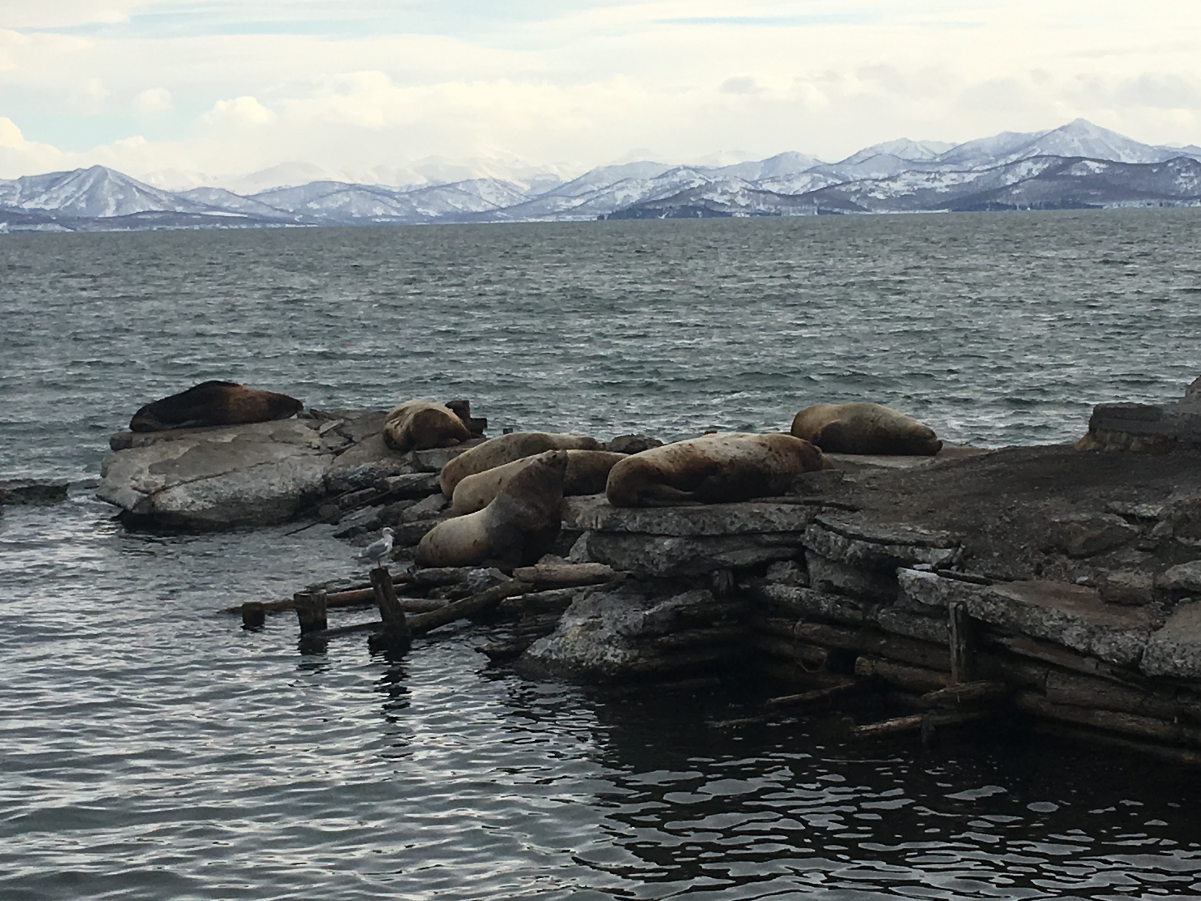 Абоненты билайна стали делать больше фотографий в уникальном месте с морскими львами на Камчатке